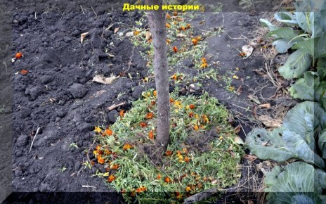 ��������: ������� ������� � �������� ��� ������ ����