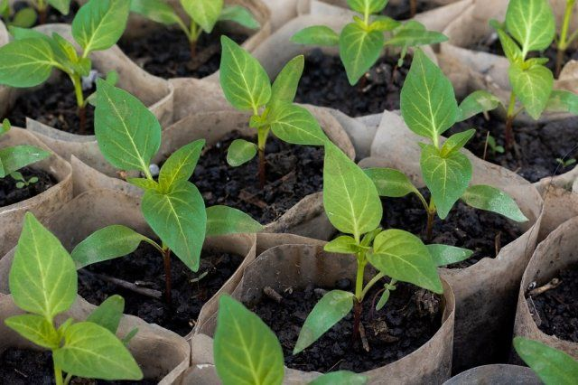 Почему лунка для рассады должна быть пустой: советы агрономов