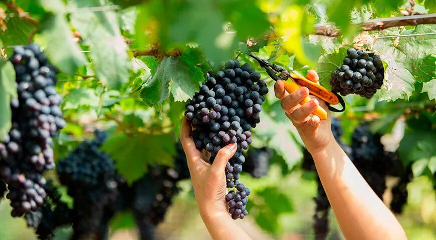 Как начать домашнее виноделие: полезные советы и рецепты