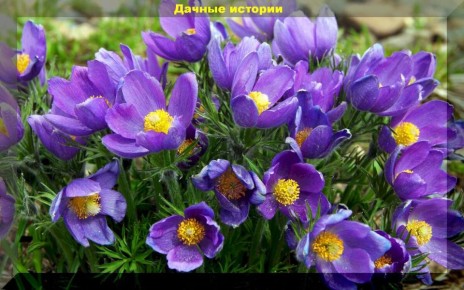 ��� ������� �������� ������ � ������� ������������� ��������