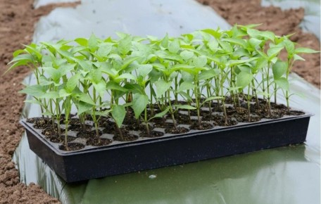 Как прогреть почву перед посадкой рассады: простые методы для дачников