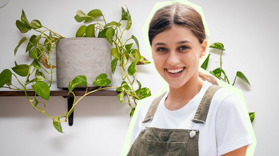 Завьется как виноград: эта неприхотливая лиана вырастет дома без солнца и тепла