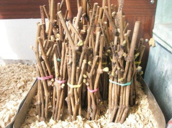 ��� ��������� ������� ��������: ������ � ����� ��� ��������� ����������