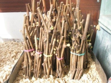 ��� ��������� ������� ��������: ������ � ����� ��� ��������� ����������