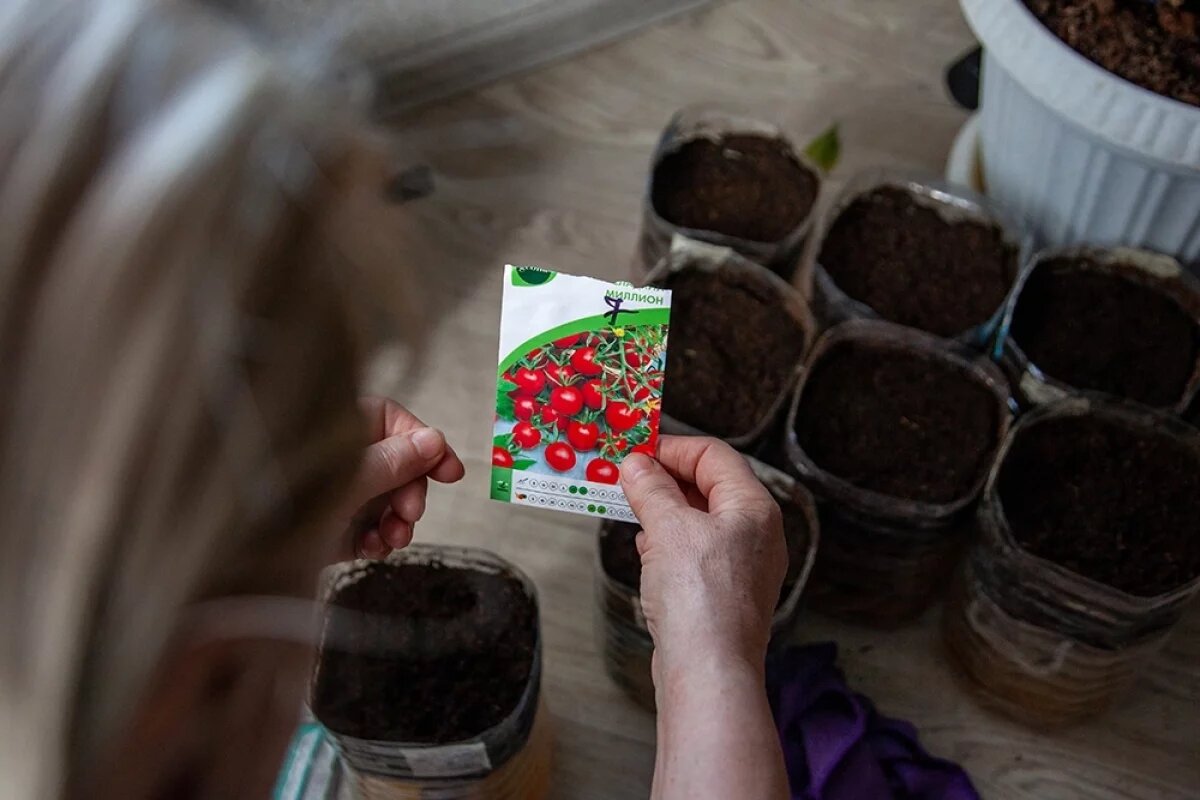 Низкорослые томаты: идеальные сорта для вашей теплицы