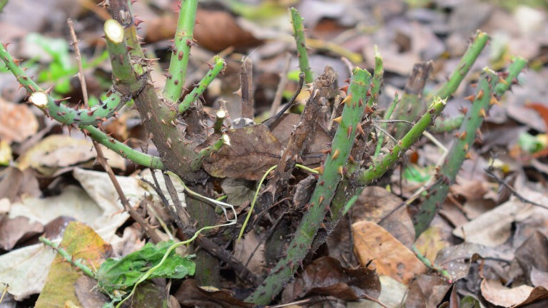 Как позаботиться о розах осенью: 5 секретов для яркого цветения