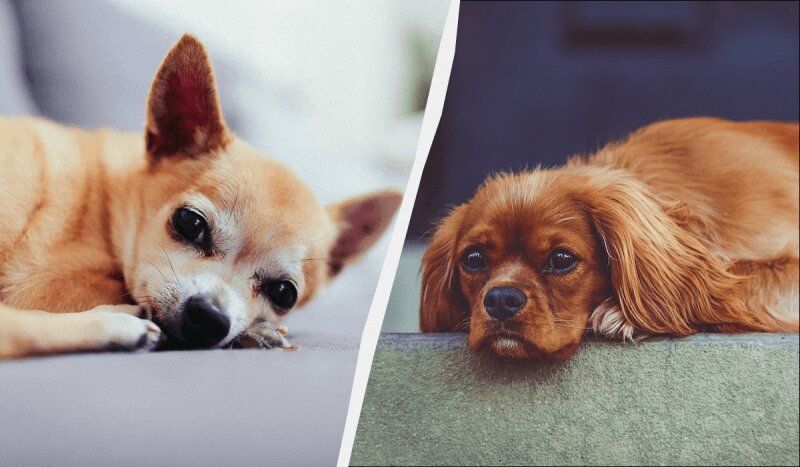 Идеальные собаки для интровертов: Топ пород, которые оценят ценители уединения