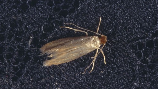 �������� �������� ��� ����: �������� � ���� ��� ���