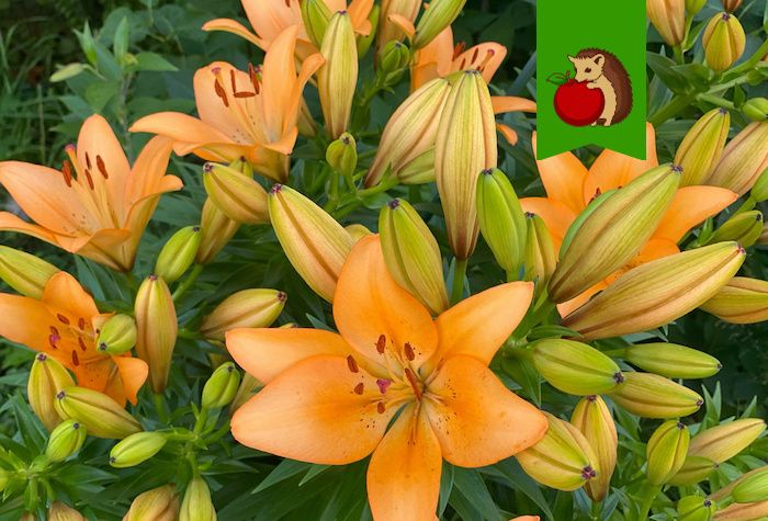 Как правильно подкармливать лилии в августе для будущего цветения