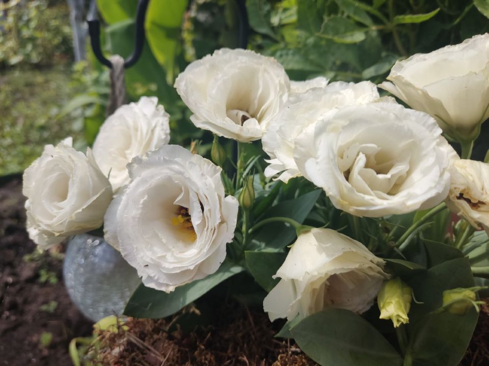 Эустома: привлечение внимания и секреты ухода