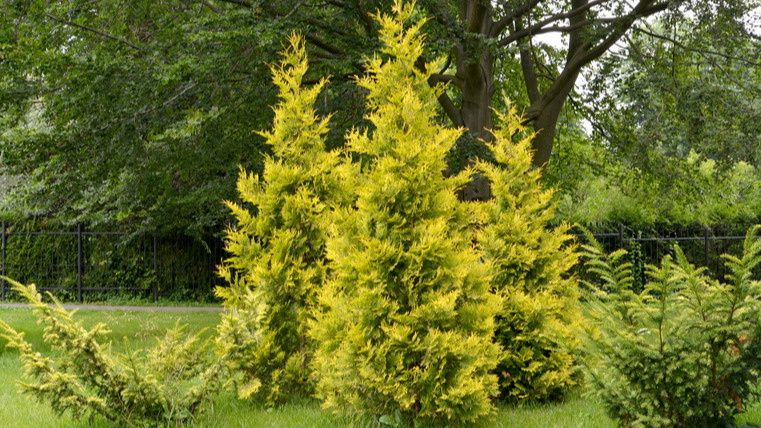 Ошибки в создании хвойного миксбордера: как экономия обернулась тратами в 47000 рублей