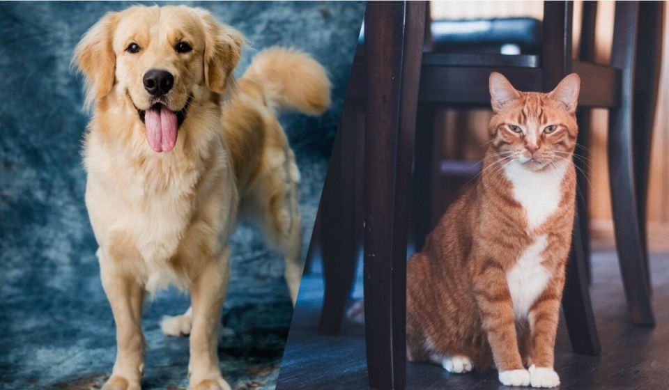 Что стоит за способностью котов втягивать когти и почему собаки не могут