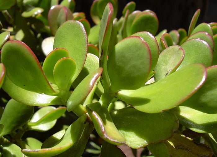 Как спасти денежное дерево: советы по уходу