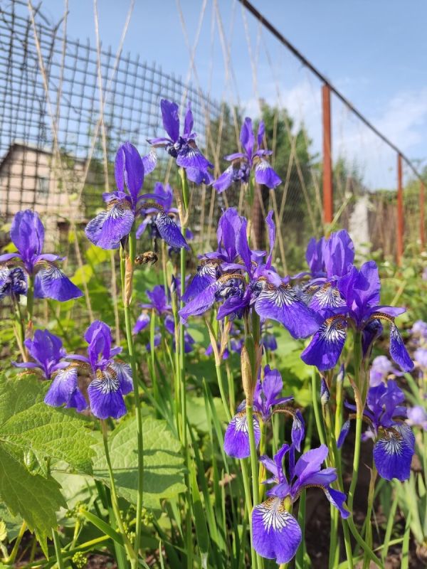 Секреты заботы о саде: когда волноваться, а когда расслабиться?