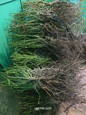 ��� ��������� ����������� � ������������ ������� ���