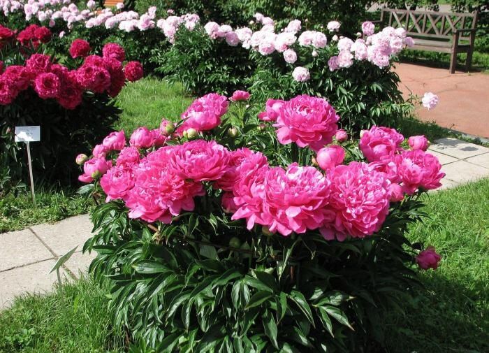 Пересадка пиона: секреты возвращения к цветению и здоровью