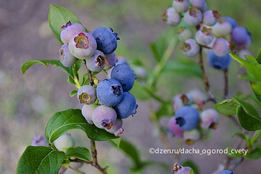 Обрезка голубики: как добиться богатого и качественного урожая