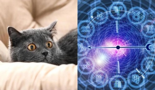 Какой питомец отражает вашу зодиакальную сущность: узнайте, какая кошка вам подходит