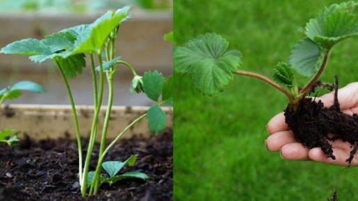 ��� ������� ���������� �������� � ��������� �� �����: ������ ��� ���������