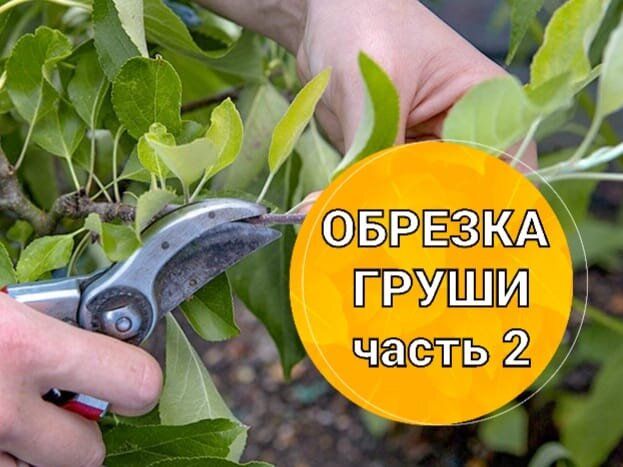 ������� �����: ������������ ������