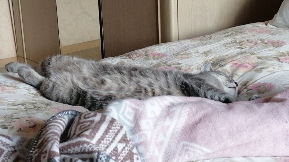 Очаровательная кошка с характером: знакомьтесь с Кассиопеей