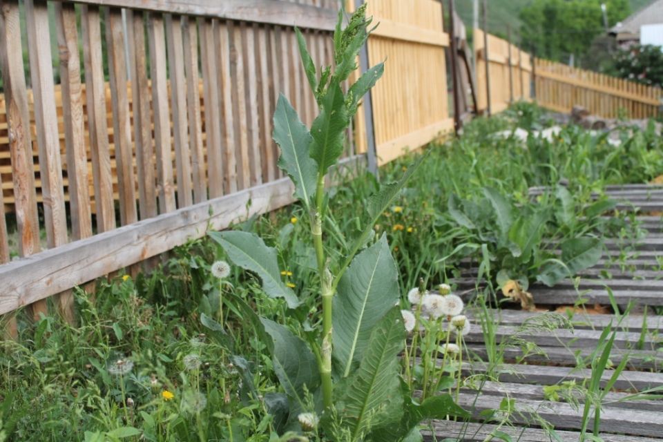 ��� �������� ���������� �� �������� ������: ����������� ������