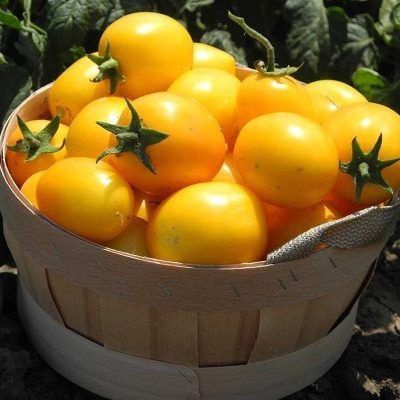 ����� ����� �����: ��������� ������ ������ ��� ����� ���������