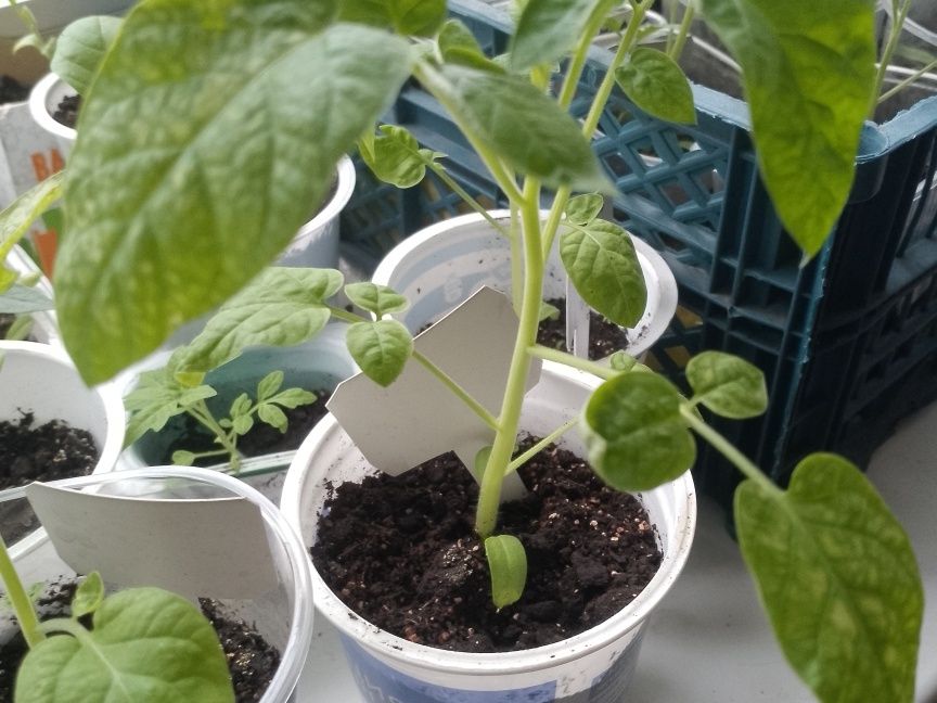 ��� ���������� � ������� �������� �������: ������ � ��� �������