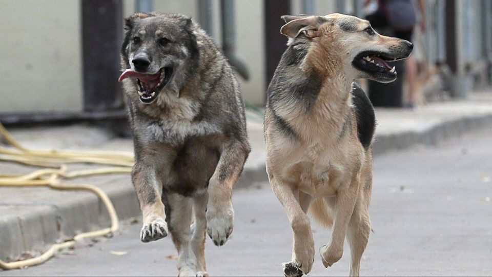 Правила поведения с животными: безопасность прежде всего!