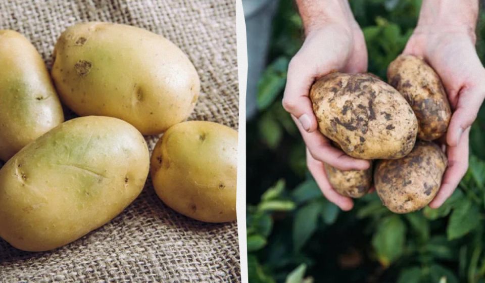 ������ ��������� �������� � ��� � ���� ��������