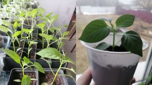 ������� ������� ������: ��� ��������� � ������� �������� ������ � ��������������