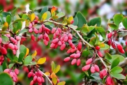 �������� � ����: �������� � ��������������� ������� ��� ���������