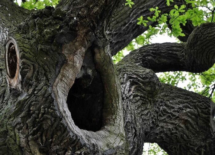 Дупло в дереве: угроза или возможность спасения?