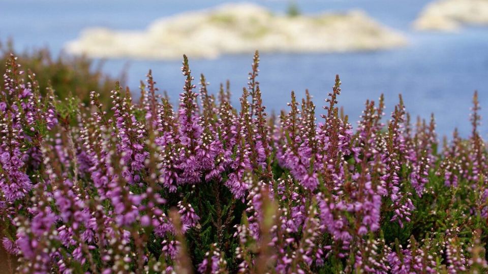 Растения, которые не стоит высаживать на кладбище