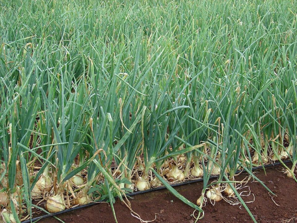 ������ ���� �� �����: ������� ������ �� �������