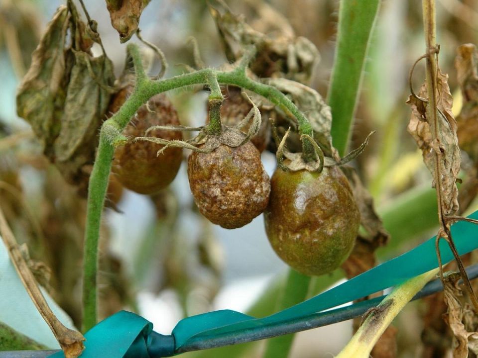 Как избежать фузариоза: советы садоводов для защиты растений