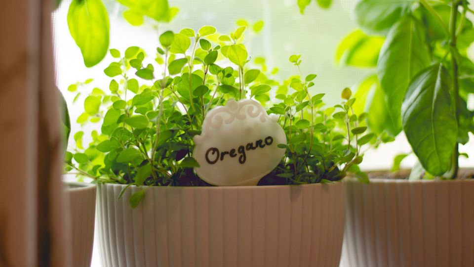 ��� ������ ����� ����� ���������� �� �����������: ������ �������� ��� ����� �����