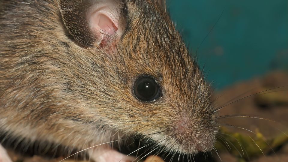 �������� ��� ��� ������ � �����: ��� ��� ������������� ������� ������ �� �����