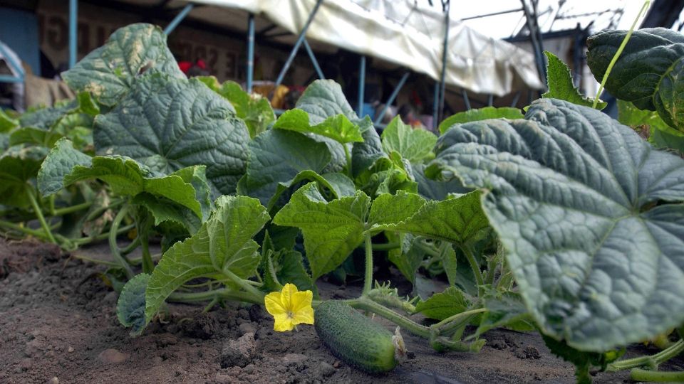 �������� ��� � �������� � �������� ��������� ������, ����� �������� ������