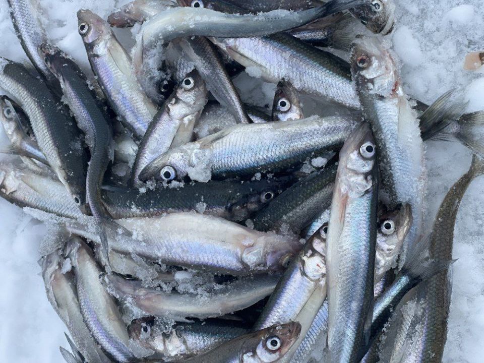 ����� �� ������� � ������� ������