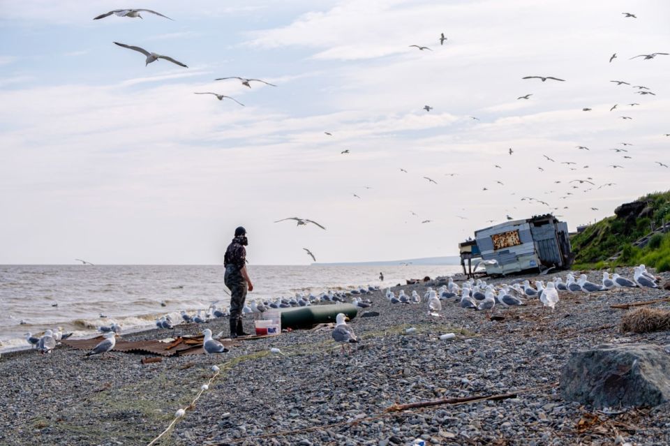 На Чукотке утвердили квоты на вылов корюшки и гольца в 2026 году