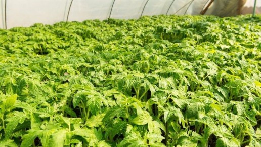 ����������� ����� ������� ������� � �������