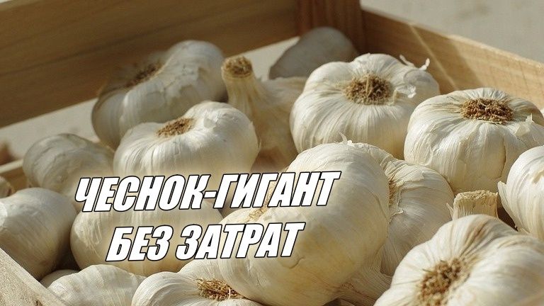 Природный стимулятор для чеснока: как древесная зола увеличивает урожай в 1,5 раза