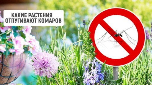 ������ �� �������: ��� ��������� �������� �������� �������� �������� �����