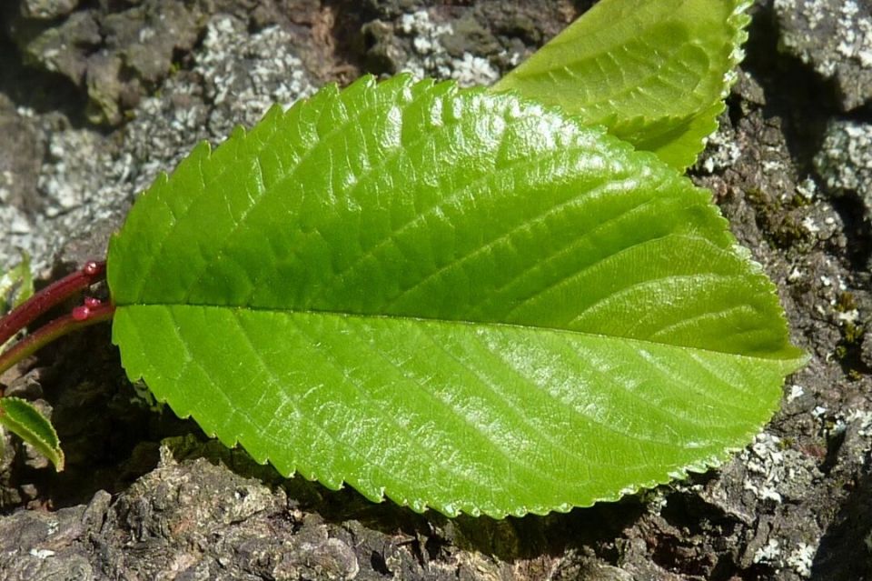 ��� ������ ���������� � ���������� ���: ������� �������� ������