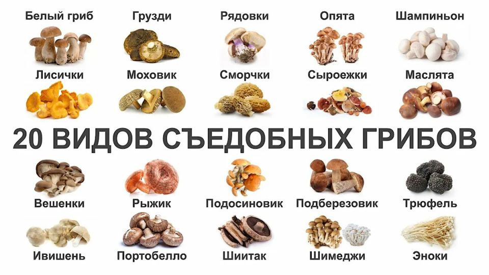 ����� �����: ��� ����� ����� ����� �������������