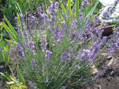 ������� � ������: ��� ����� ��������� ����������� � �������� �������