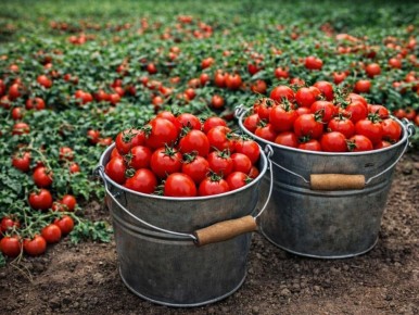 Томат, который не боится невзгод: Монгольский карлик пускает корни даже в сложных условиях