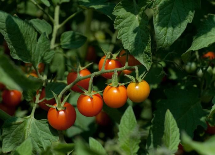 Томаты: забытые листья, которые могут разнообразить вашу кухню