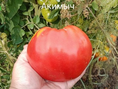 Томат Акимыч: надёжный выбор для вашего огорода